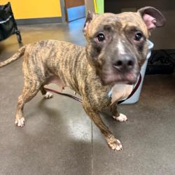 Shelter Stray Female Dog last seen , 3428 S Jenkins Ave, Norman, OK 73072, USA