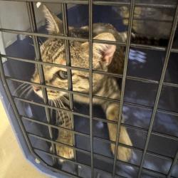 Shelter Stray Unknown Cat last seen , 5570 Sturmer Park Cir, Winston-Salem, NC 27105, USA