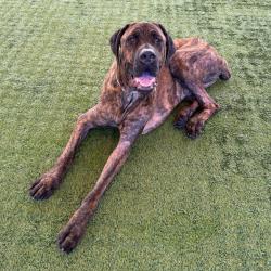 Shelter Stray Male Dog last seen , 361 S Raymond Ave, Pasadena, CA 91105, USA