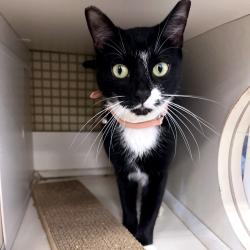 Shelter Stray Female Cat last seen , Animal Care & Control Team of Philly, 111 W Hunting Park Ave, Philadelphia, PA 19140, USA