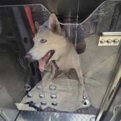 Shelter Stray Female Dog last seen , Animal Care & Control Team of Philly, 111 W Hunting Park Ave, Philadelphia, PA 19140, USA