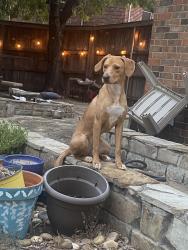 Found/Stray Female Dog last seen Near S Jupiter Rd, Allen, TX 75002, Allen, TX 75002