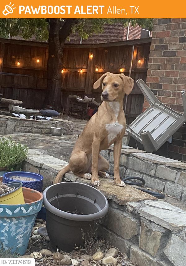 Found/Stray Female Dog last seen Near S Jupiter Rd, Allen, TX 75002, Allen, TX 75002