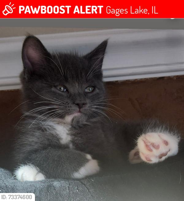 Lost Female Cat last seen Summit Dr. & Almond Rds, Gages Lake, IL 60030