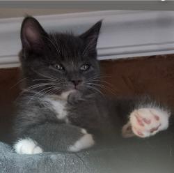Lost Female Cat last seen Summit Dr. & Almond Rds, Gages Lake, IL 60030