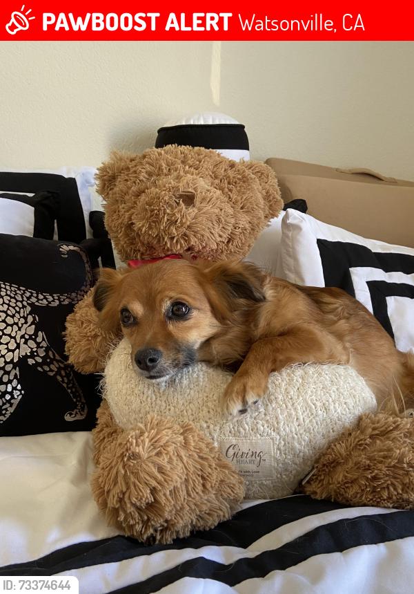 Lost Female Dog last seen Ramsay Park, Watsonville, CA 95076