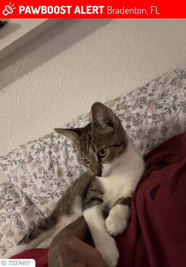 Lost Male Cat last seen by firkins and manatee flooring / kendall ridge, Bradenton, FL 34205