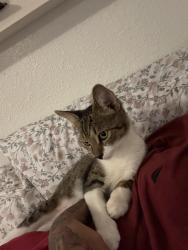 Lost Male Cat last seen by firkins and manatee flooring / kendall ridge, Bradenton, FL 34205
