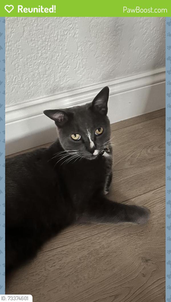 Reunited Male Cat last seen Near E Woodbine Rd, Orange, CA 92867, USA, Orange, CA 92867