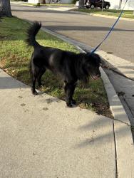 Found/Stray Male Dog last seen Mauna Loa & Barranca, Citrus, CA 91740