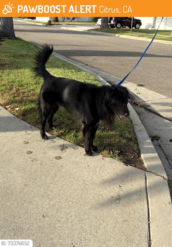 Found/Stray Male Dog last seen Mauna Loa & Barranca, Citrus, CA 91740