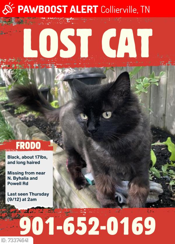 Lost Male Cat last seen Queen Oak Collierville Tn, Collierville, TN 38017