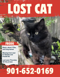 Lost Male Cat last seen Queen Oak Collierville Tn, Collierville, TN 38017