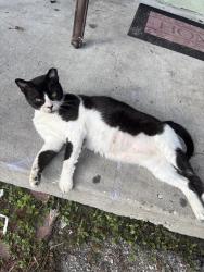 Lost Male Cat last seen Osceola Center in Belle Glade, Belle Glade, FL 33430