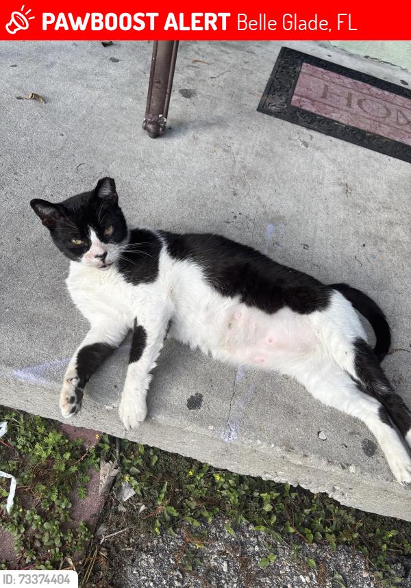 Lost Male Cat last seen Osceola Center in Belle Glade, Belle Glade, FL 33430
