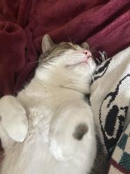 Reunited Male Cat last seen Tanglewood Dr, Novi, Novi, MI 48377
