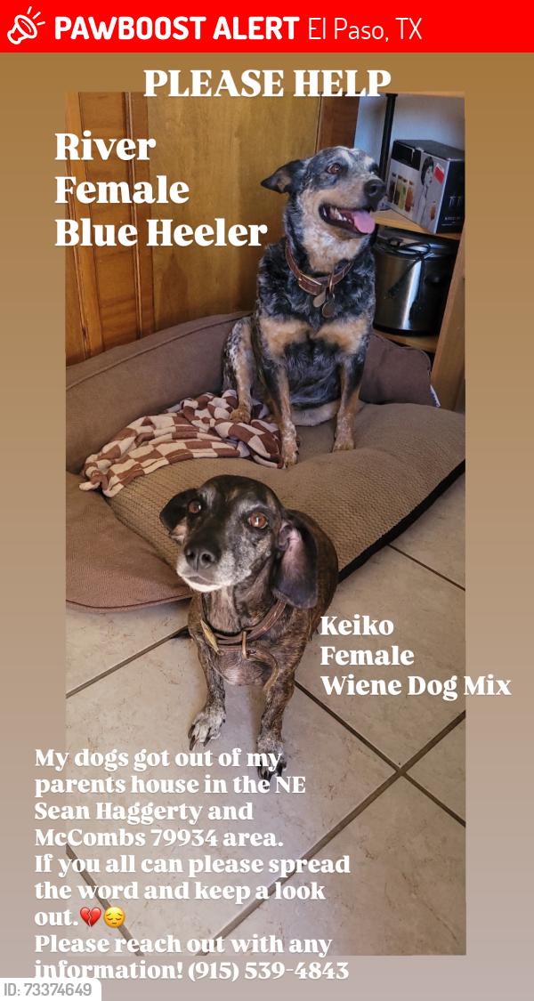 Lost Female Dog last seen Sean Haggerty and McCombs (Coopers Town), El Paso, TX 79934