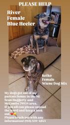 Lost Female Dog last seen Sean Haggerty and McCombs (Coopers Town), El Paso, TX 79934