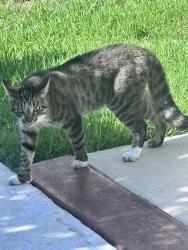 Found/Stray Unknown Cat last seen Marquette Street and Campus Road , Moirpark, Moorpark, CA 93021