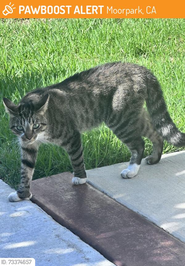 Found/Stray Unknown Cat last seen Marquette Street and Campus Road , Moirpark, Moorpark, CA 93021