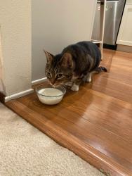 Reunited Unknown Cat last seen 75th & Roosevelt, Seattle, WA 98115