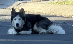 Found/Stray Unknown Dog last seen Ernst Way & Peace Pl, Concord, CA 94518