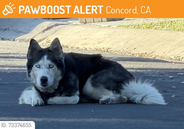 Found/Stray Unknown Dog last seen Ernst Way & Peace Pl, Concord, CA 94518