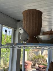 Found/Stray Unknown Bird last seen Stone Gate St and Brightwood St, Monterey Park, CA 91754
