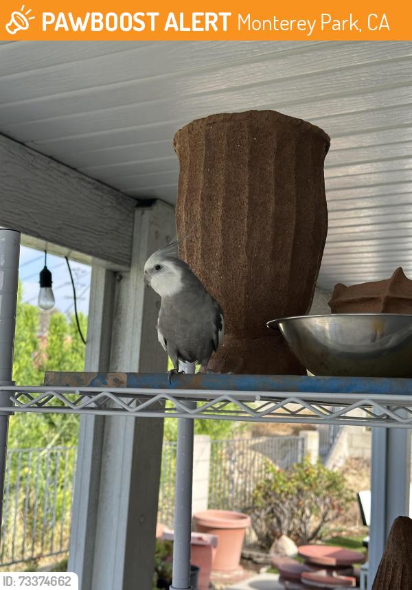 Found/Stray Unknown Bird last seen Stone Gate St and Brightwood St, Monterey Park, CA 91754