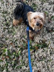Lost Male Dog last seen Near 23rd street or dodds ave, Chattanooga, TN 37407