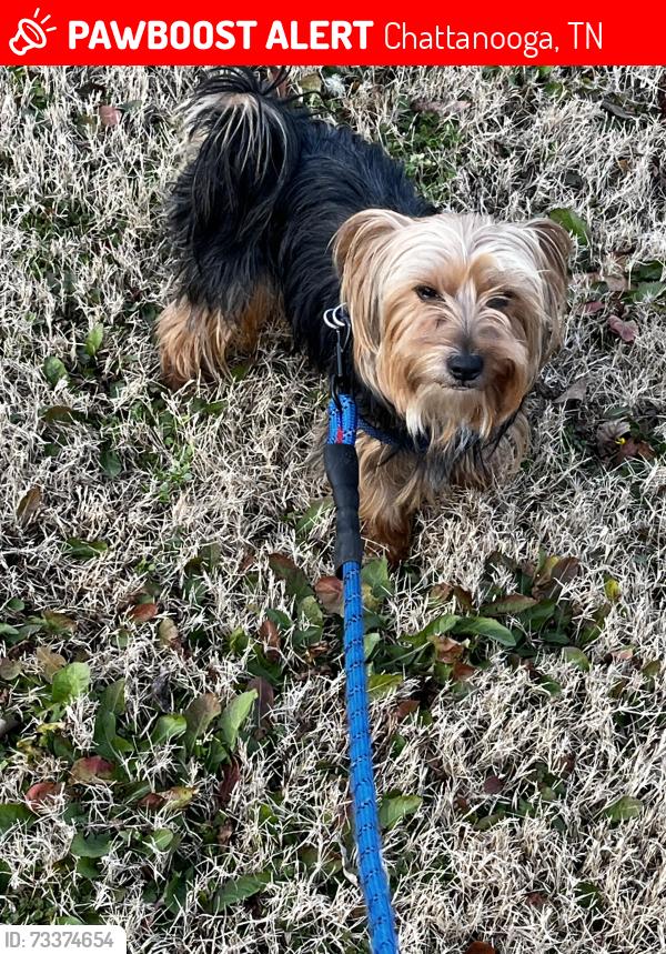 Lost Male Dog last seen Near 23rd street or dodds ave, Chattanooga, TN 37407