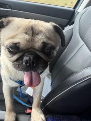 Reunited Male Dog last seen Taylorsville,ut 4000 w about 5900 south, Salt Lake City, UT 84129
