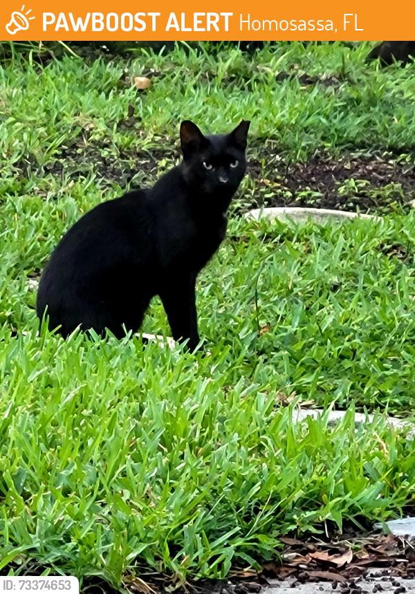 Found/Stray Male Cat last seen W Yulee and W Anchorage, Homosassa, FL 34448