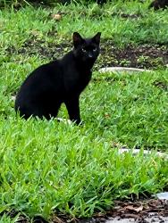 Found/Stray Male Cat last seen W Yulee and W Anchorage, Homosassa, FL 34448