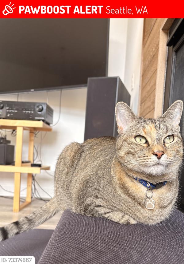Lost Female Cat last seen 70th and 14th Ave NW, Seattle, WA 98117