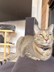 Lost Female Cat last seen 70th and 14th Ave NW, Seattle, WA 98117