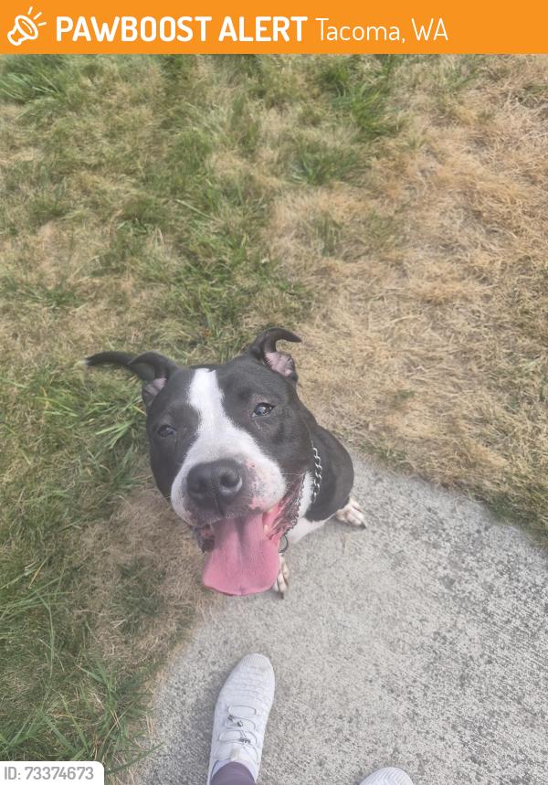 Found/Stray Female Dog last seen S Sheridan, Tacoma, WA 98402