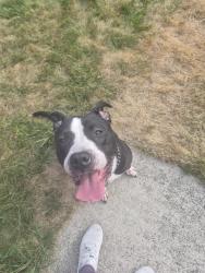 Found/Stray Female Dog last seen S Sheridan, Tacoma, WA 98402