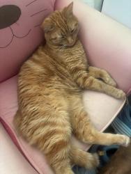 Lost Female Cat last seen Hunters Run drive, Lebanon, OH 45036