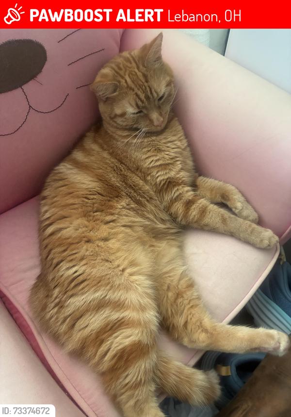 Lost Female Cat last seen Hunters Run drive, Lebanon, OH 45036