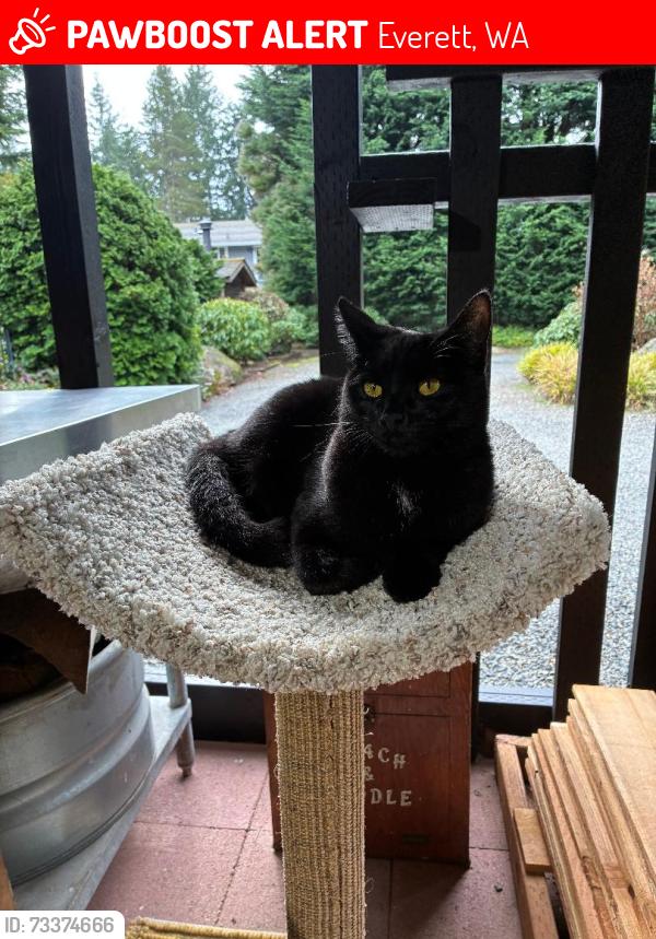 Lost Female Cat last seen 35th Ave SE and 119th Street, Everett, WA 98208