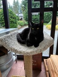 Lost Female Cat last seen 35th Ave SE and 119th Street, Everett, WA 98208