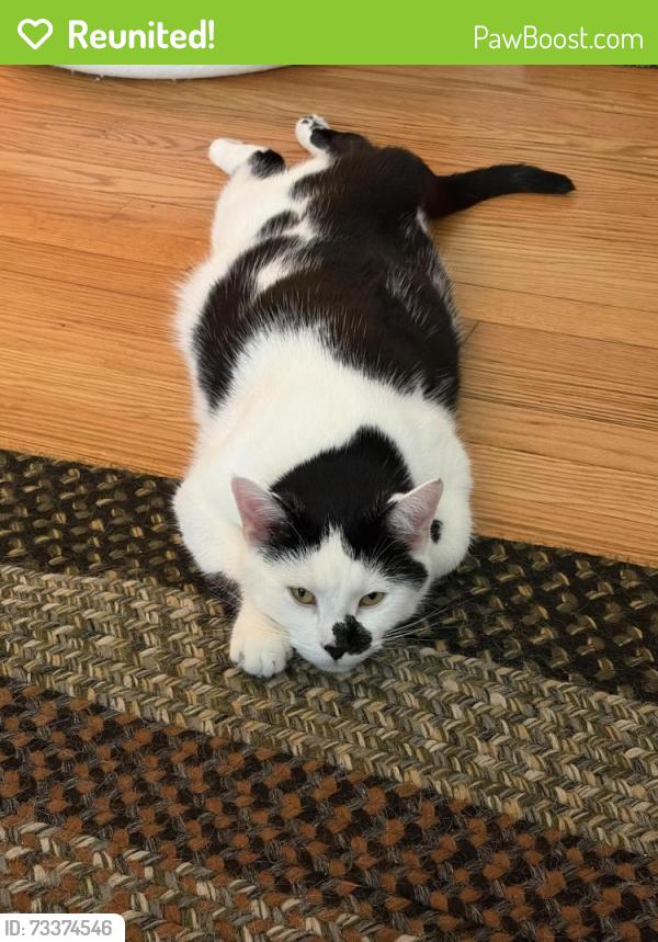 Reunited Male Cat last seen Washington St & Franklin St, Alexandria, VA 22314