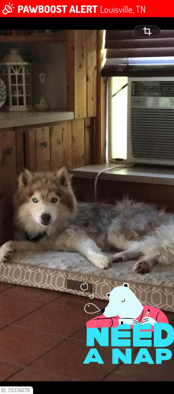 Lost Male Dog last seen Old topside and devault lane, Louisville, TN 37777