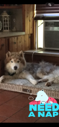 Lost Male Dog last seen Old topside and devault lane, Louisville, TN 37777
