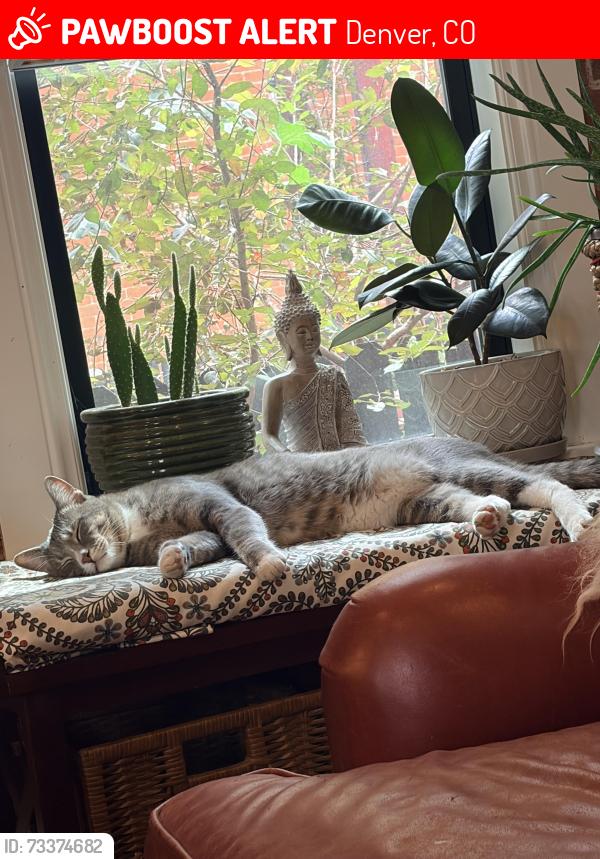 Lost Male Cat last seen 25th and clarkson street, Denver, CO 80205