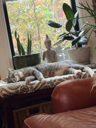 Lost Male Cat last seen 25th and clarkson street, Denver, CO 80205