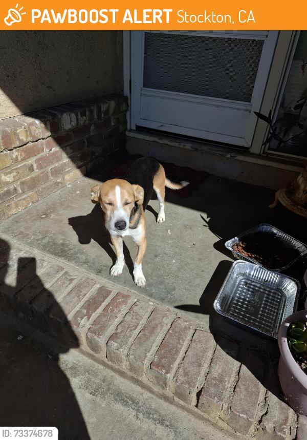 Found/Stray Male Dog last seen Howard rd, Stockton, CA 95206