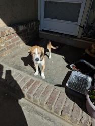 Found/Stray Male Dog last seen Howard rd, Stockton, CA 95206