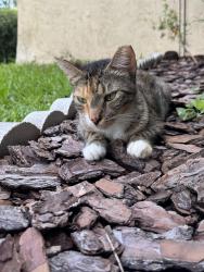 Found/Stray Unknown Cat last seen SW 34th Street & SW Archer Road, Gainesville, FL 32608